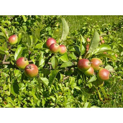 Image of 2-3ft Crab Apple (Malus Sylvestris) Grade A Bare Root Hedging Plants