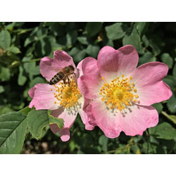 Image of Dog Rose (Rosa Canina) Field Grown Bare Root Hedging Plants
