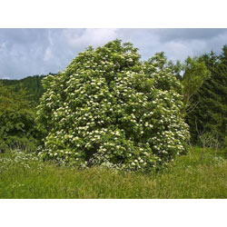 Image of Elder (Sambucus Nigra) Field Grown Bare Root Hedging Plants