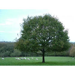 Image of English Oak (Quercus Robur) Field Grown Bare Root Hedging Plants - 2-3ft