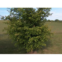 Image of Field Maple (Acer Campestre) Grade A Bare Root Hedging Plant