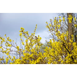 Image of 3ft Forsythia (Spectabilis) Field Grown Bare Root Hedging Plants