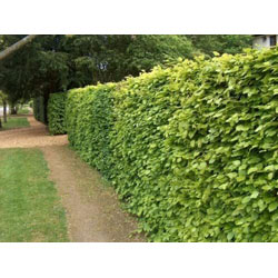 Small Image of 20 x 4-5ft Green Beech (Fagus Sylvatica) Semi-Evergreen Bare Root Hedging Plants