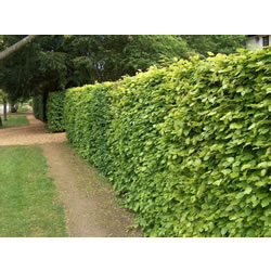 Small Image of 10 x Green Copper Beech Bare Root Hedging Plants Semi-Evergreen - 3ft