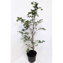 Image of 5 x 4ft tall potted Green Copper Beech native hedge plant saplings semi-evergreen hedging