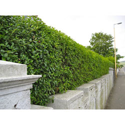 Image of Green Privet (Ligustrum Ovalifolium) Evergreen Bare Root Hedging Plants