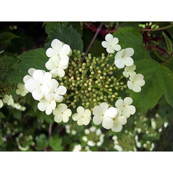 Image of Guelder Rose (Viburnum Opulus) Field Grown Bare Root Shade Loving Hedging Plants