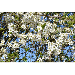 Image of Hawthorn (Crataegus Monogyna) Bare Root Hedging Plants