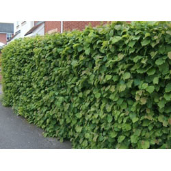Small Image of 1000 x 3-4ft Hazel (Corylus Avellana) Field Grown Bare Root Hedging Plants Tree Whips Saplings