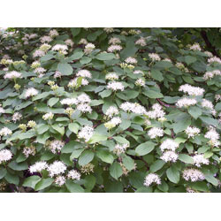Image of Native Hedging Dogwood (Cornus Sanguinea) Bare Root Hedging Plants