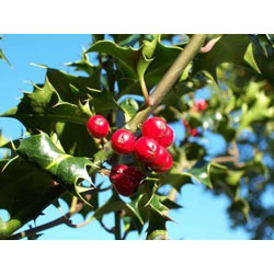 Small Image of 3 x 30-50cm Holly (Ilex Aquifolia) Pot Grown Evergreen Hedging Plants Shrub Whips Sapling