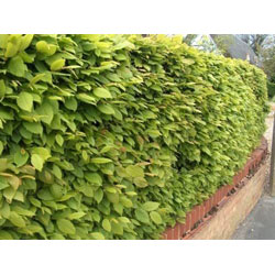 Image of Hornbeam (Carpinus Betulus) Field Grown Semi-Evergreen Native Hedge Plants