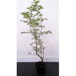 Image of 5 x 5ft tall potted Hornbeam native hedge plant saplings semi-evergreen hedging