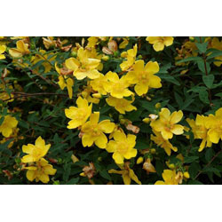Image of 1-2ft Hypericum 'Hidcote' St John's Wort Field Grown Bare Root Hedging Plants