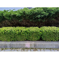 Image of Ilex Crenata (Green Hedge) Box Leafed Japanese Holly - 20-30cm