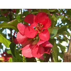 Image of 2-3ft Quince (Chaenomelis Japonica) Field Grown Bare Root Hedging Plants