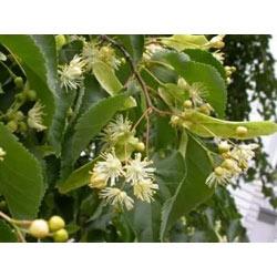 Image of 2-3ft Lime (Tilia Cordata) Field Grown Bare Root Hedging Plants