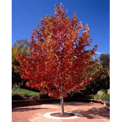 Image of 1-2ft Liquidamber (Styraciflua) Field Grown Bare Root Hedging Plants