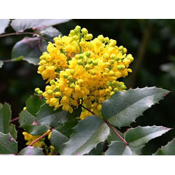 Image of Mahonia Aquifolium (Oregon Grape) Semi-Evergreen Field Grown Hedging Plant - 30-40cm