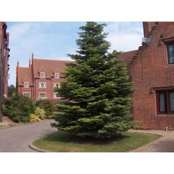 Image of Nordmann (Abies Nordmanniana) Christmas Tree Field Grown Bare Root Tree Whip Plants Sapling - 15-25cm