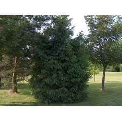 Image of Norway Spruce (Picea Abies) Field Grown Evergreen Bare Root Tree Whip Sapling