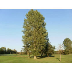 Image of Poplar (Populus Nigra) Field Grown Bare Root Hedging Plants - 4-5ft