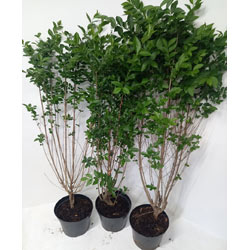 Image of 5 x4-5ft tall potted Green Privet evergreen hedge plant saplings hedging