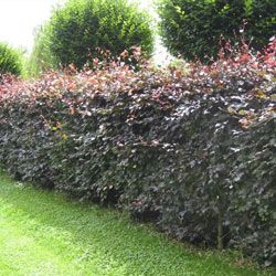 Image of Purple Beech (Fagus Sylvatica Atropunicea) Semi-Evergreen Field Grown Hedging