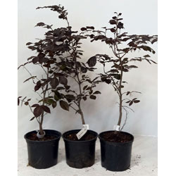 Image of 5 x 2ft tall potted Purple Copper Beech native hedge plant saplings semi-evergreen hedging