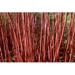 Image of Red Dogwood (Cornus Alba ''Sibirica'') Field Grown Hedging Plants