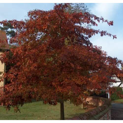 Image of Red Oak (Quercus Rubra) Field Grown Hedging Plants - 2-3ft