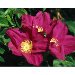 Image of 1-2ft Red Hedging Rose (Rosa Rugosa 