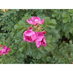 Image of Hedging Rose (Rosa Rugosa) Field Grown Bare Root Hedging Plants
