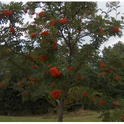Image of Rowan (Sorbus Acuparia) / Mountain Ash Native Hedge Plants
