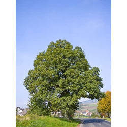 Image of Sessile Oak (Quercus Petraea) Field Grown Bare Root Hedging Plants - 3-4ft