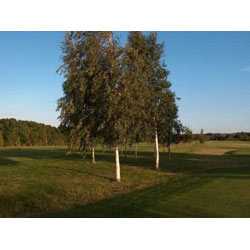 Small Image of Silver Birch (Betula Pendula) Field Grown Hedging Plants - 1-2ft