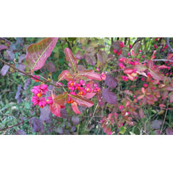 Image of Spindle (Euonymus Europaeus) Field Grown Hedging Plants 3-4ft