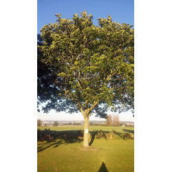 Image of Walnut (Juglans Regia) Field Grown saplings Hedging Plants - 40-60cm