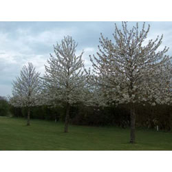 Image of Wild Cherry (Prunus Avium) Bare Root Hedging Plants