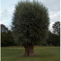 Image of 3-4ft White Willow (Salix Alba) Field Grown Bare Root Hedging Plants
