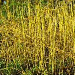 Image of Yellow Dogwood (Cornus Stolonifera ''Flaviramea'') Field Grown Hedging Plants