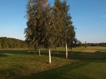Image of Silver Birch (Betula Pendula) Field Grown Hedging Plants - 1-2ft