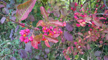 Image of Spindle (Euonymus Europaeus) Field Grown Hedging Plants 3-4ft