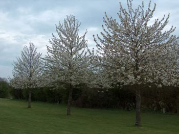 Image of 2-3ft - Wild Cherry (Prunus Avium) Bare Root Hedging Plants