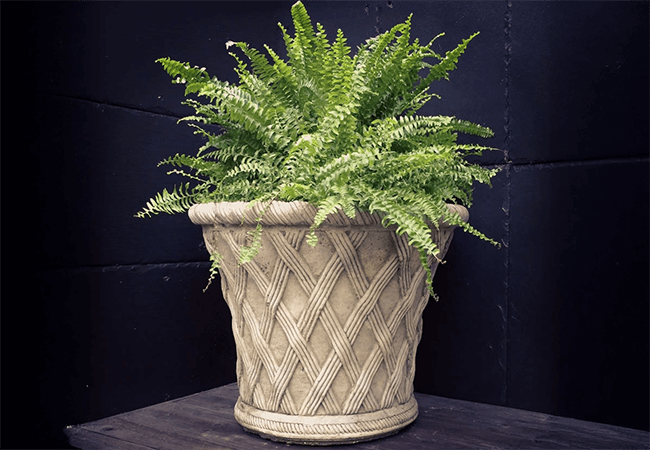 Image of Pair of Elizabethan Pot Stone