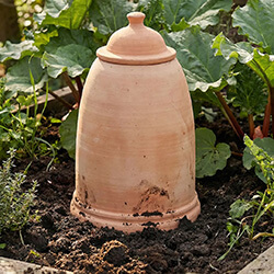 Image of 60cm Terracotta Rhubarb Forcer / Clay Cloche
