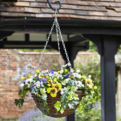 Image of Easy Basket - Pansies - Hanging Basket