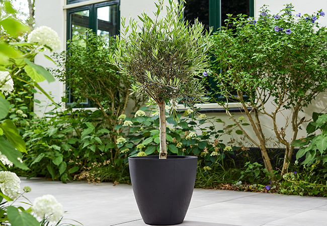 Image of Stewart 40cm Low Round Basalt Planter