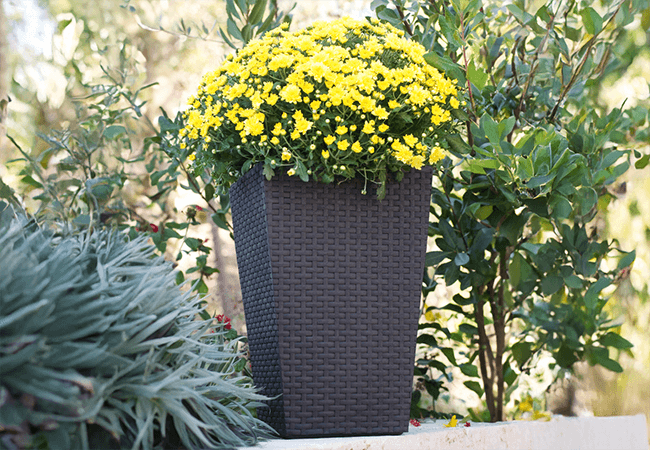 Image of Stewart Large Rattan Planter