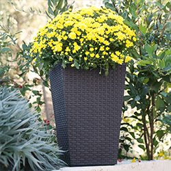 Image of Stewart Large Rattan Planter